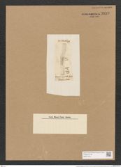 Achnanthes angustata Grev. (de-Toni-Nr.: Genus 43, Species 1973) Zeichnungen Sammlung Grunow Nr. 3893 (NHMW-BOT-W0371613)